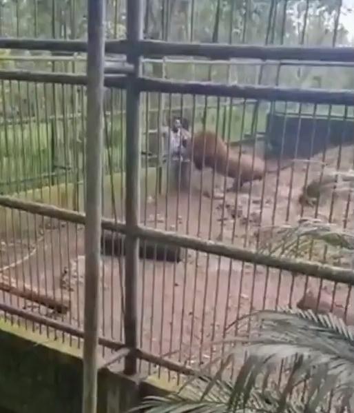 影片顯示,男子的左臂被獅子牢牢地咬在嘴裡,極力掙扎但根本無法脫困。(WorldStar)