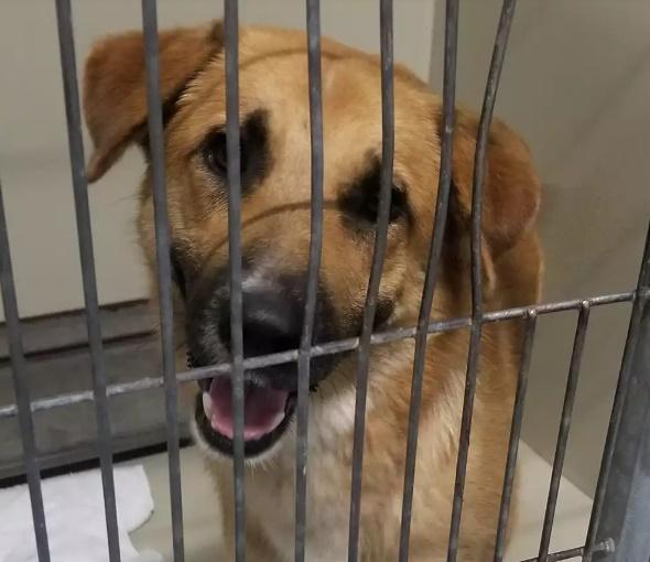 狗狗人道協會接受照顧。(YouTube)