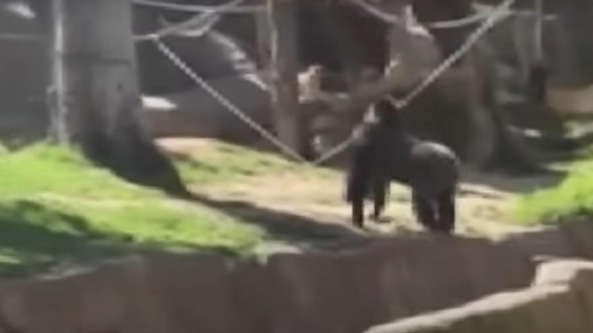 大猩猩追趕狗狗,狗狗逃避。(YouTube)
