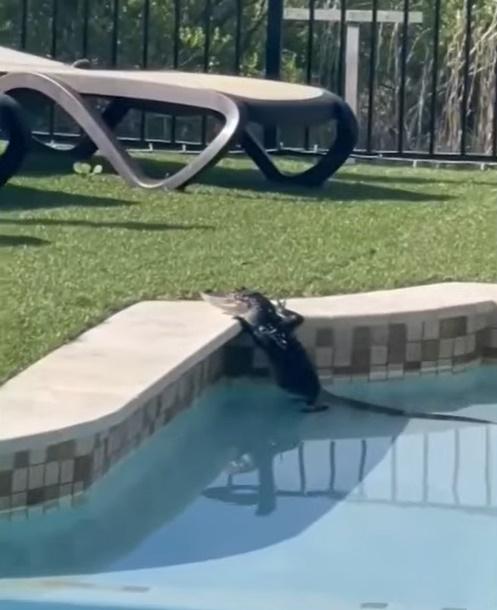 事主:鱷魚在任何人出現前自行離開。(YouTube)