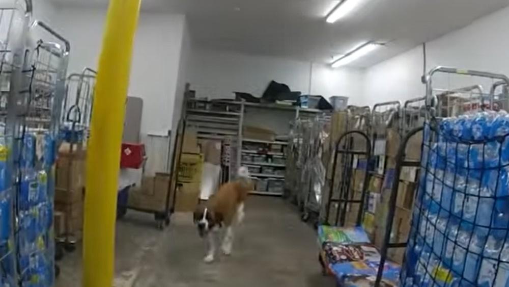 狗狗逛超市閂門都唔走,店員無奈報警,主人接回。(FB)