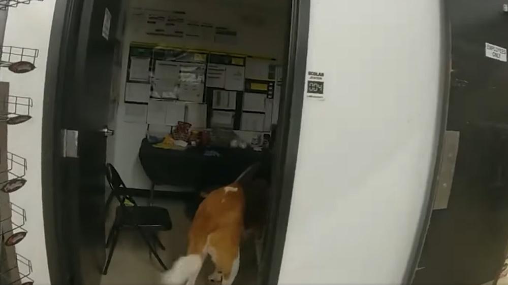 狗狗逛超市閂門都唔走,店員無奈報警,主人接回。(FB)