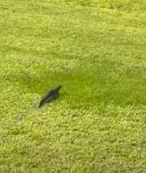 事主:鱷魚在任何人出現前自行離開。(YouTube)