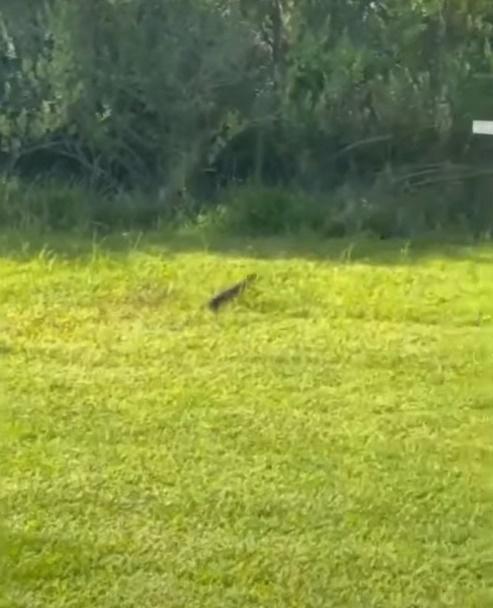 事主:鱷魚在任何人出現前自行離開。(YouTube)