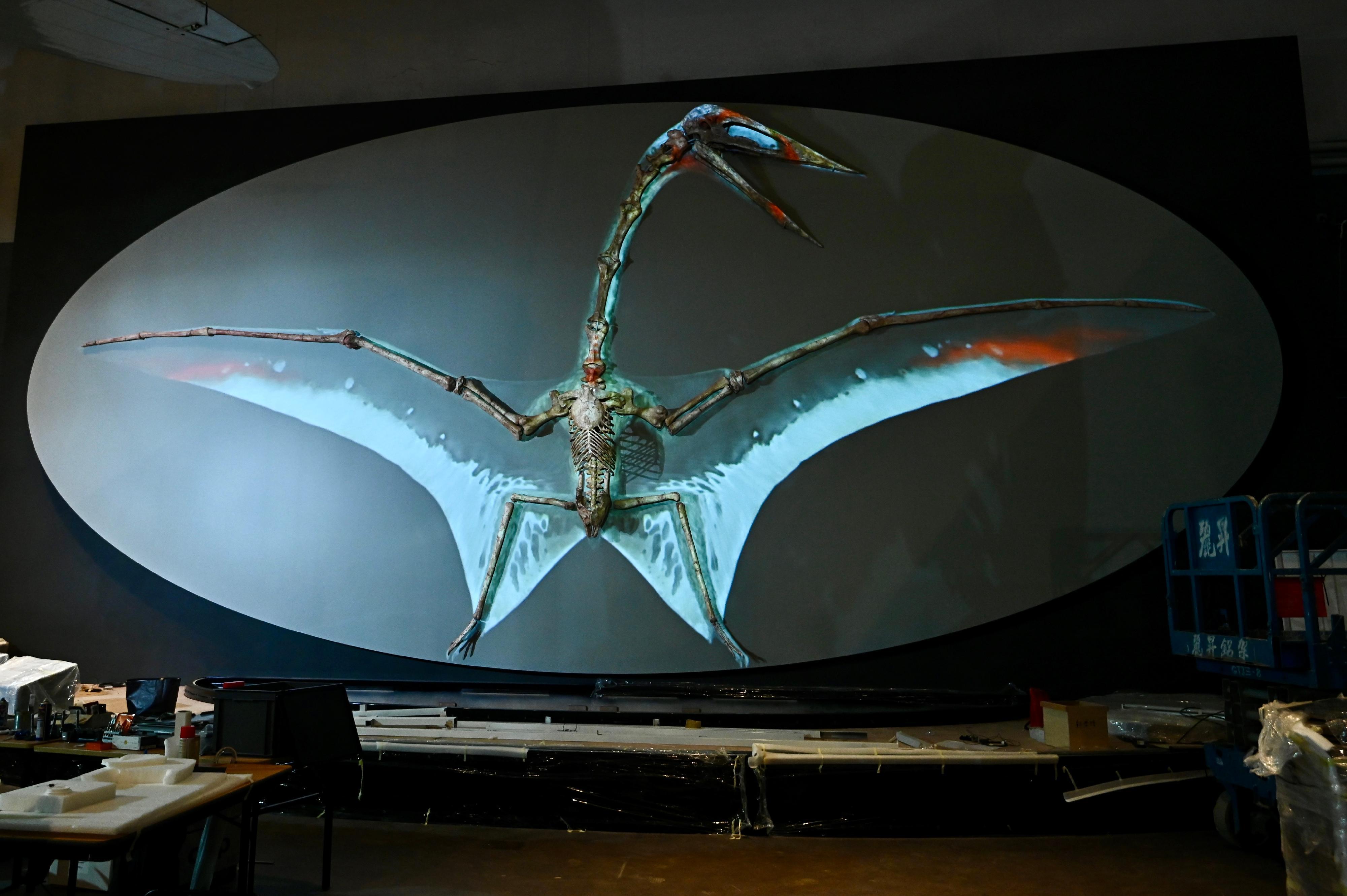 哈特茲哥翼龍的原大復原骨架,館方特別應用光雕投影技術,重構翼龍的原貌。