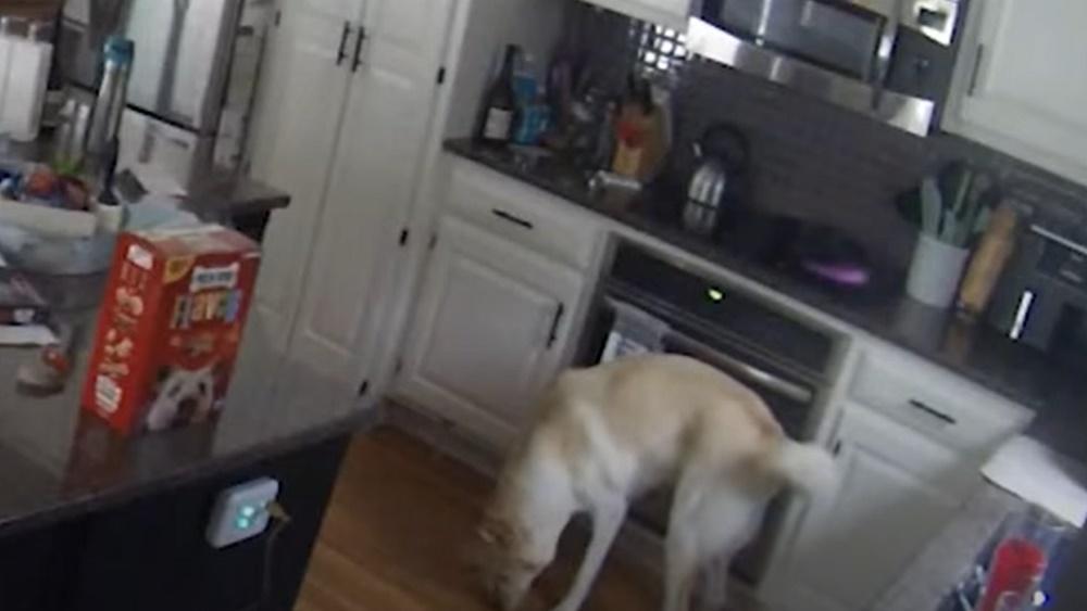 CCTV揭發係汪星人點火導致火警。(YouTube)