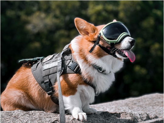 @ferox.outdoor│REX SPECS - V2 護目鏡