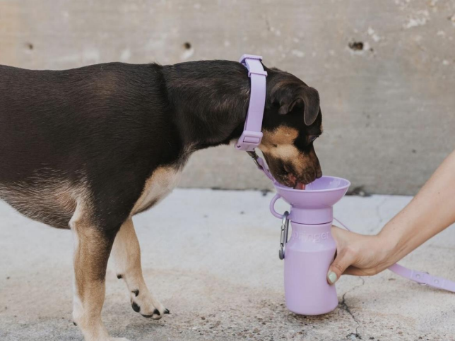 @ferox.outdoor│SPRINGER - CLASSIC 寵物 便攜防漏水樽