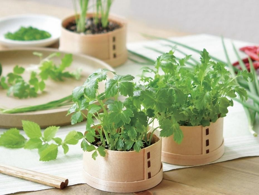 @bitaskog│和風便當盒食用小盆栽