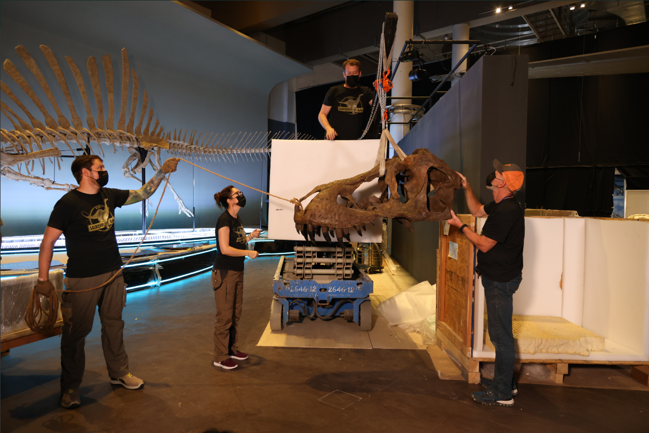 展品在赴港前須進行多項專業準備工作,包括骨架組裝、支架組裝測試、化石清潔和包裝。