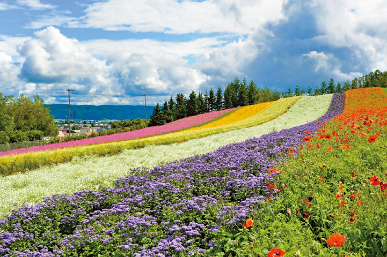 迎開關日圓跌破6算 分析料未見底年尾或穿5算 北海道7日團費減半至1.5萬