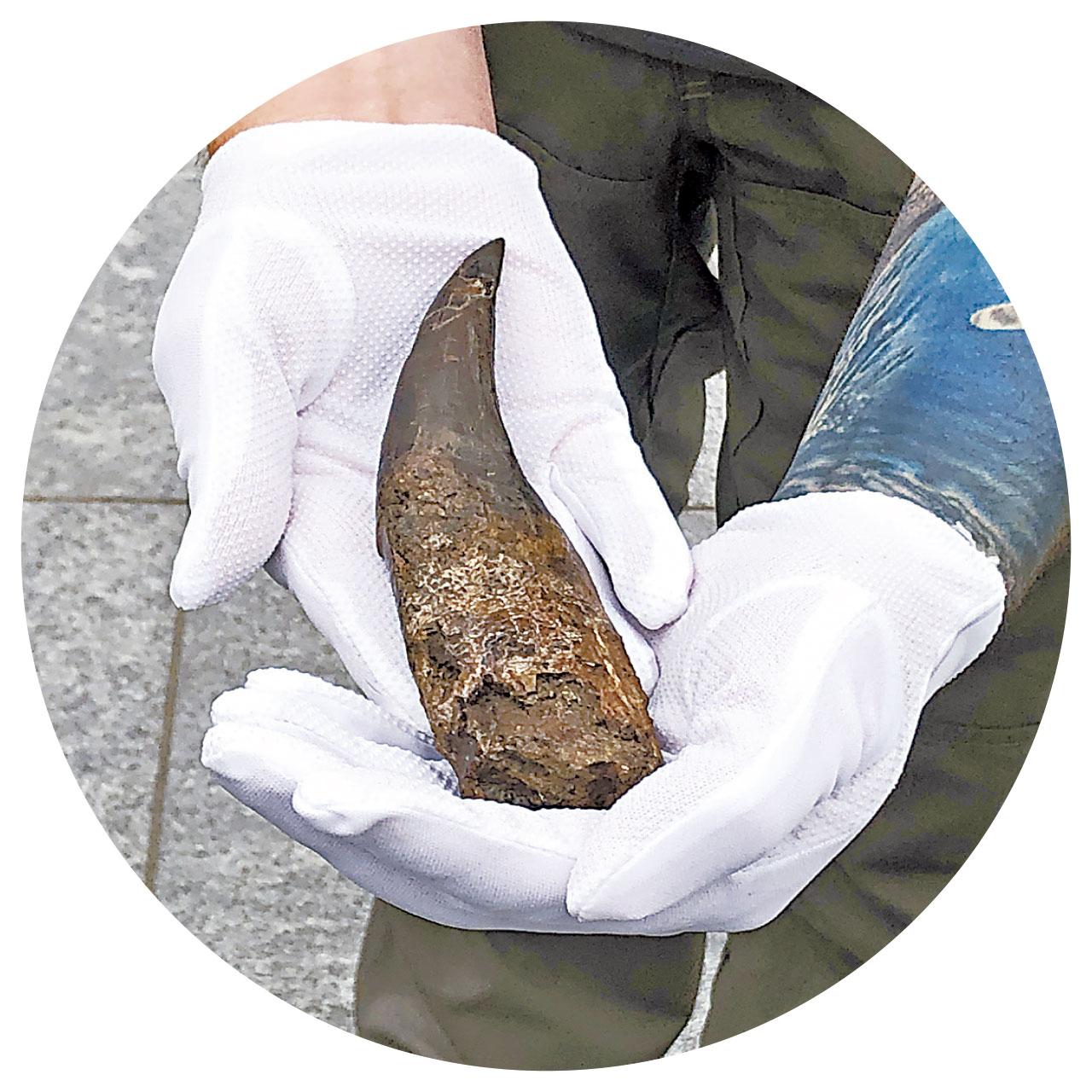 巨型恐龍驚現香港