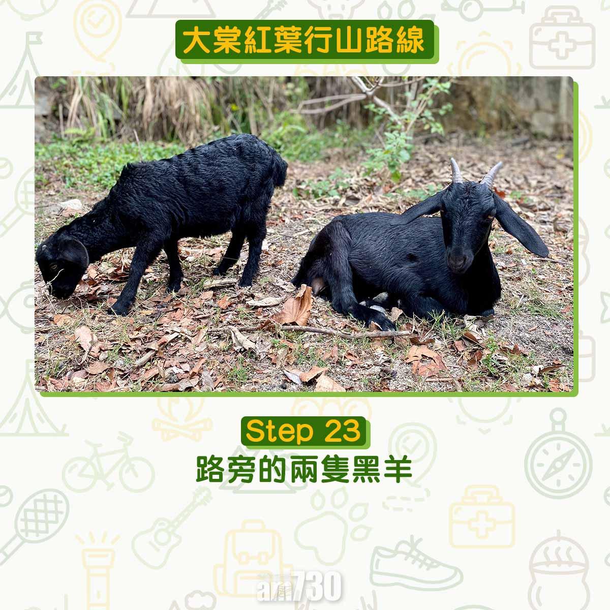 大棠紅葉行山路線