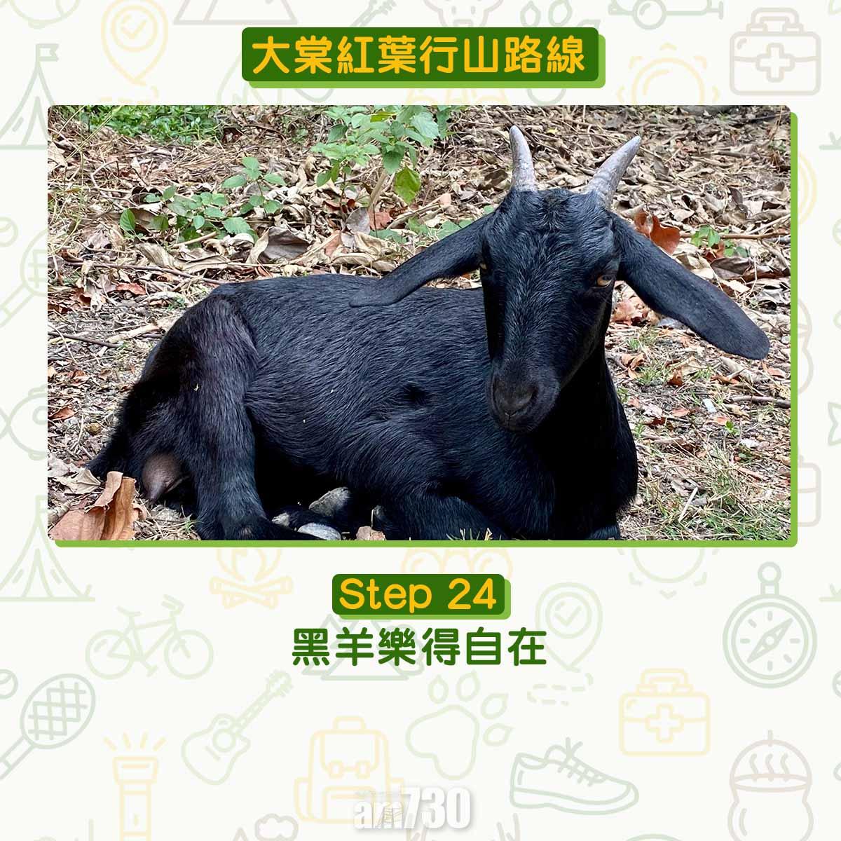 大棠紅葉行山路線