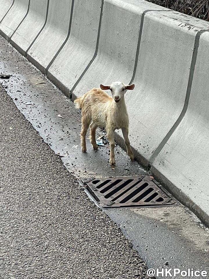 警屯公巡邏遇迷途羔羊 救回送漁護署確認無受傷