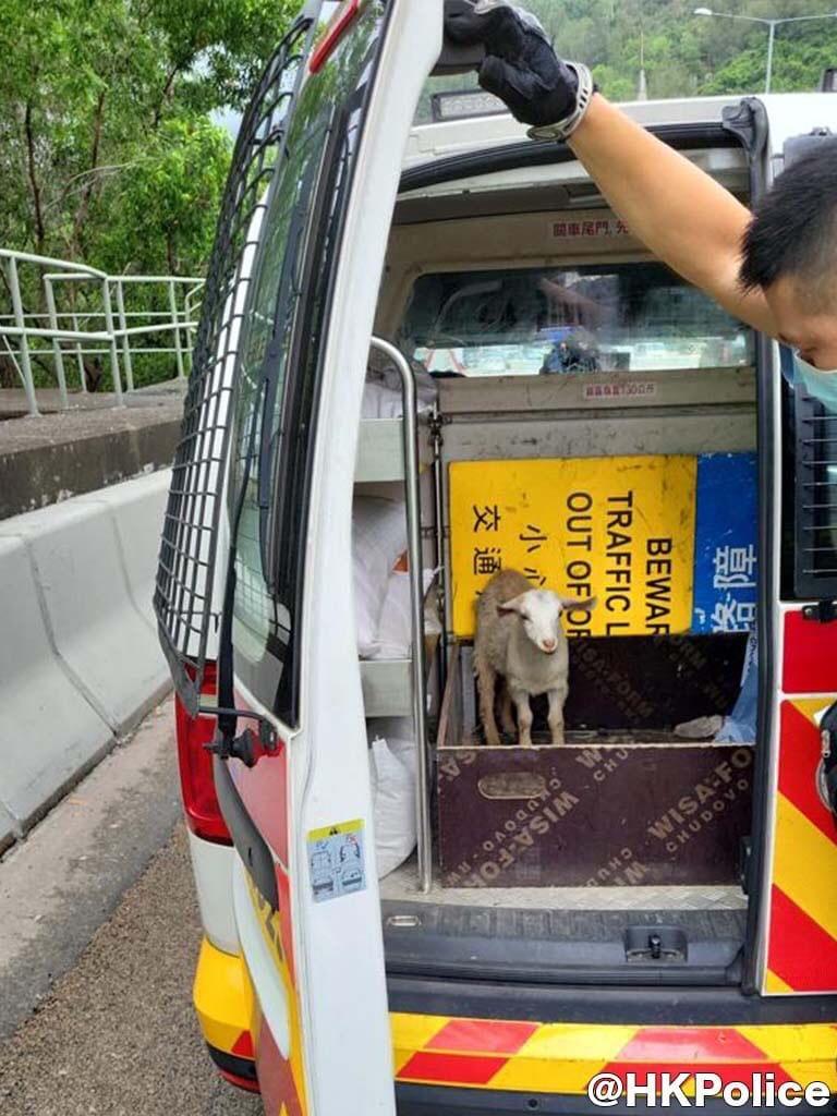 警屯公巡邏遇迷途羔羊 救回送漁護署確認無受傷