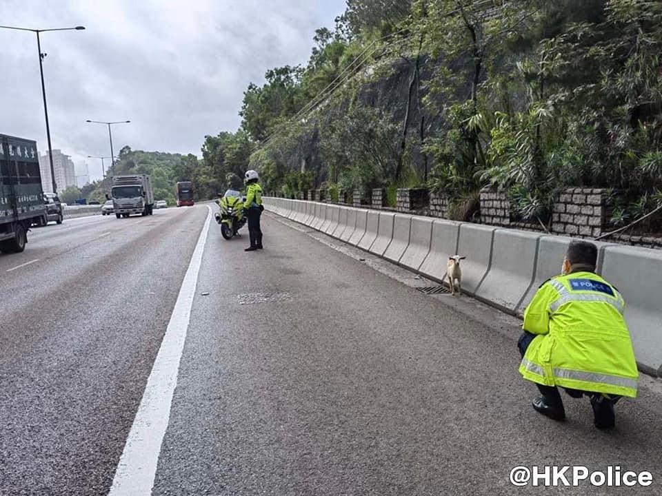 警屯公巡邏遇迷途羔羊 救回送漁護署確認無受傷