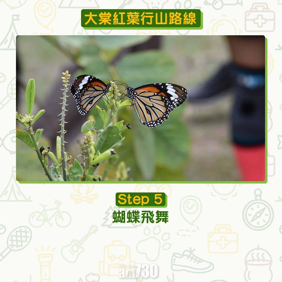 大棠紅葉行山路線