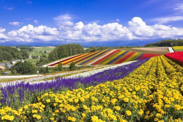 美瑛花田