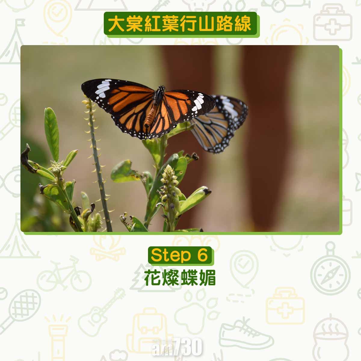 大棠紅葉行山路線