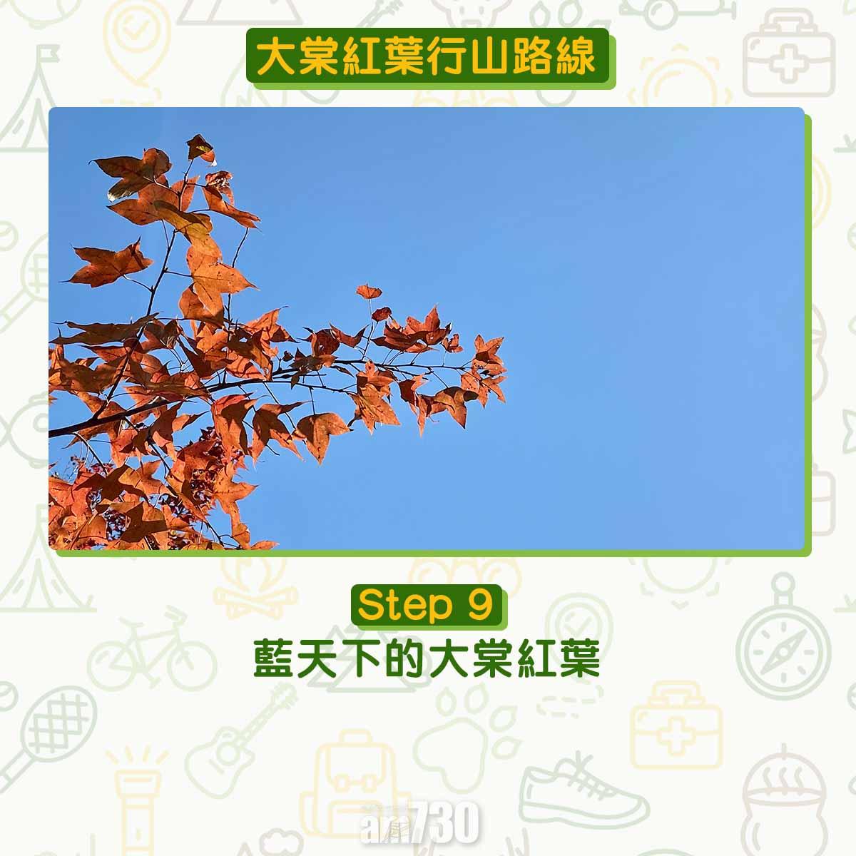 大棠紅葉行山路線