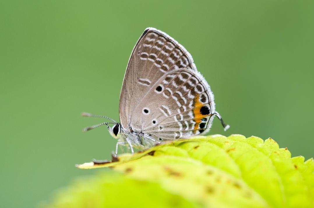 蝴蝶歸來|屯門小冷水堆填區「蛻變」保育區 6萬呎賞47個品種包括非常罕見長腹灰蝶