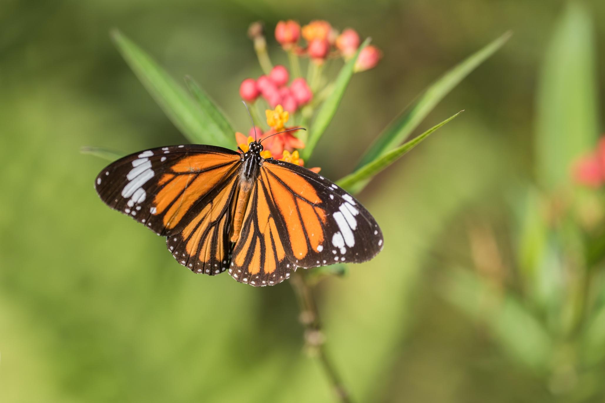 蝴蝶歸來|屯門小冷水堆填區「蛻變」保育區 6萬呎賞47個品種包括非常罕見長腹灰蝶