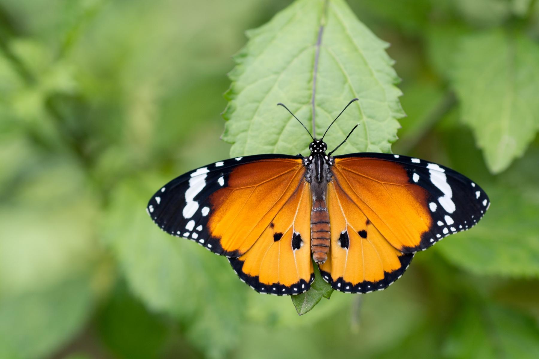 蝴蝶歸來|屯門小冷水堆填區「蛻變」保育區 6萬呎賞47個品種包括非常罕見長腹灰蝶