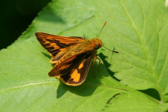 蝴蝶歸來|屯門小冷水堆填區「蛻變」保育區 6萬呎賞47個品種包括非常罕見長腹灰蝶