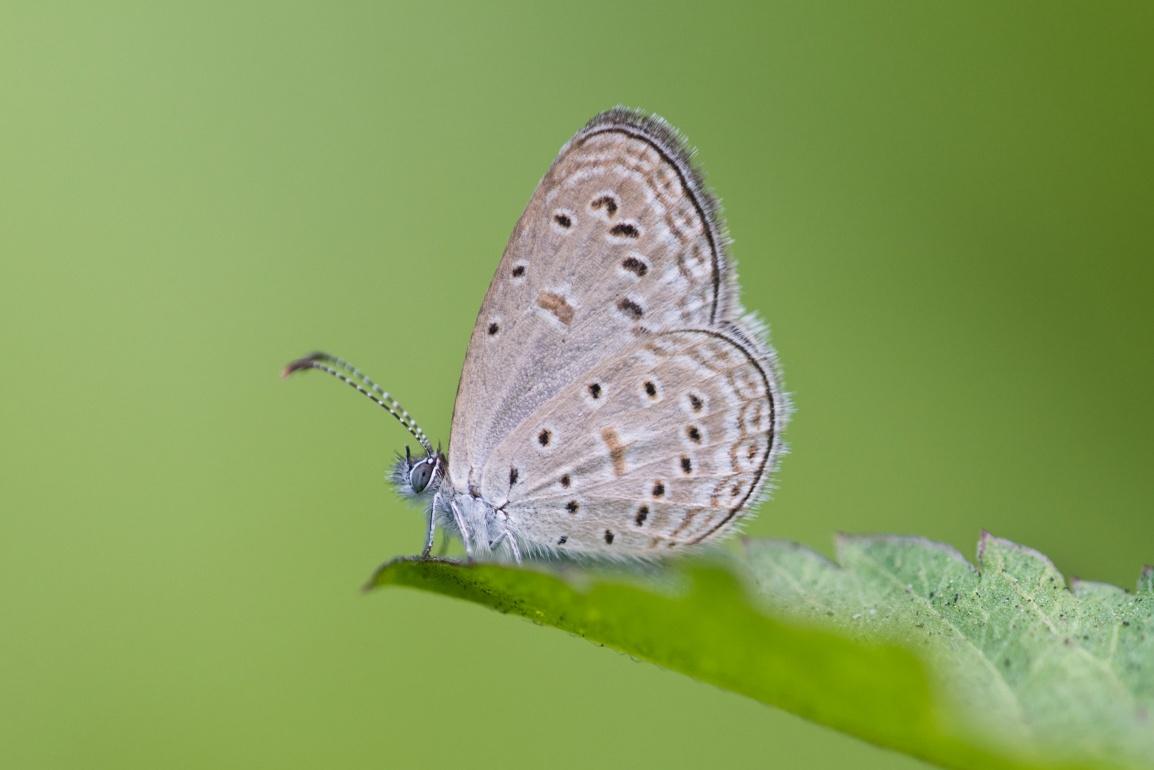 蝴蝶歸來|屯門小冷水堆填區「蛻變」保育區 6萬呎賞47個品種包括非常罕見長腹灰蝶
