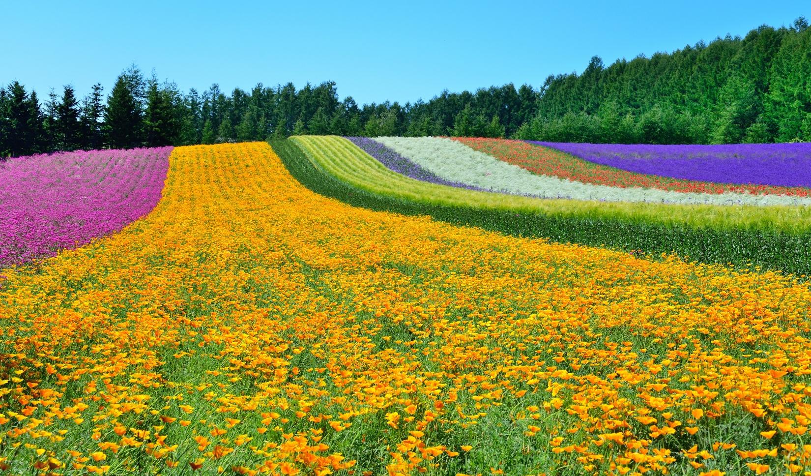EGL東瀛遊北海道任食蜜瓜團最平1.6萬元