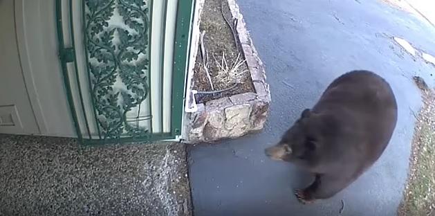 「漢克坦克」闖民居覓食。(互聯網)