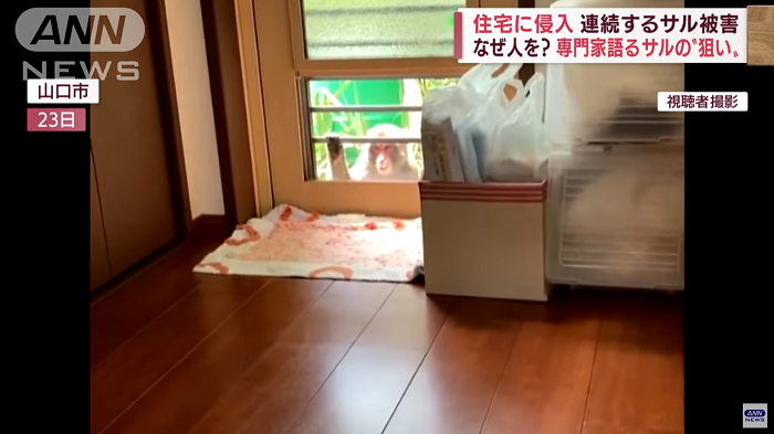 野猴懂得打開窗戶入屋。(新聞截圖)