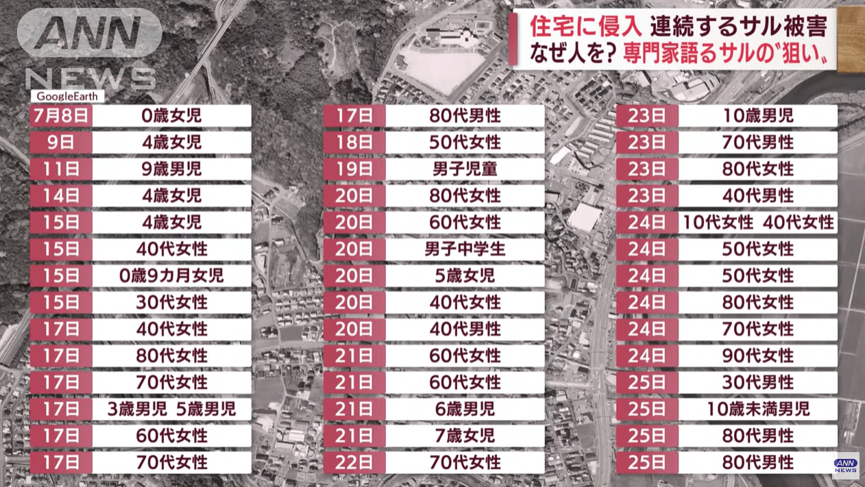 直至今日已有44人遇襲。(新聞截圖)