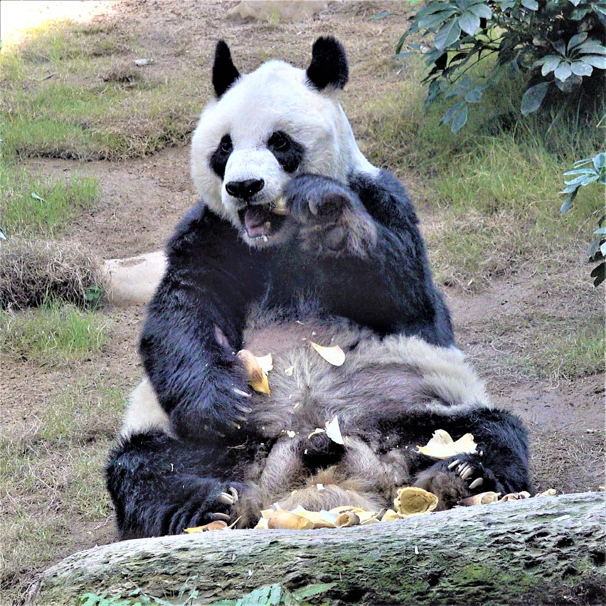 據悉海洋公園大熊貓安安逝世。