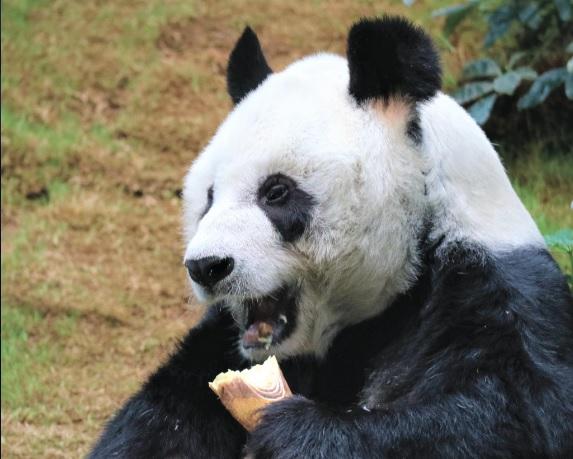 據悉海洋公園大熊貓安安逝世。(海洋公園圖片)
