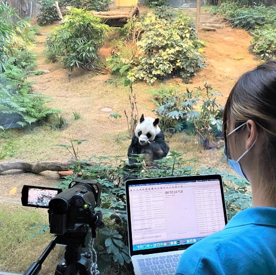 據悉海洋公園大熊貓安安逝世。(海洋公園圖片)