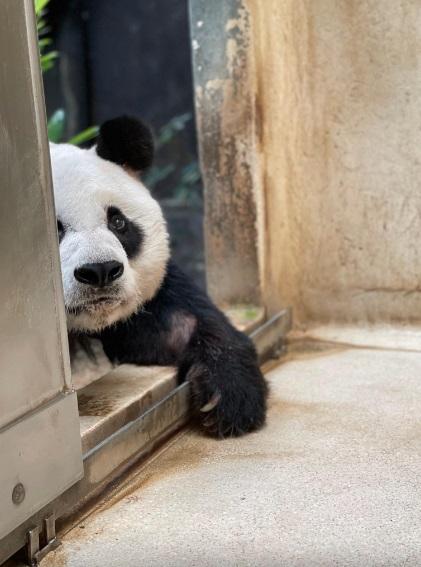 海洋公園大熊貓安安逝世。(海洋公園圖片)