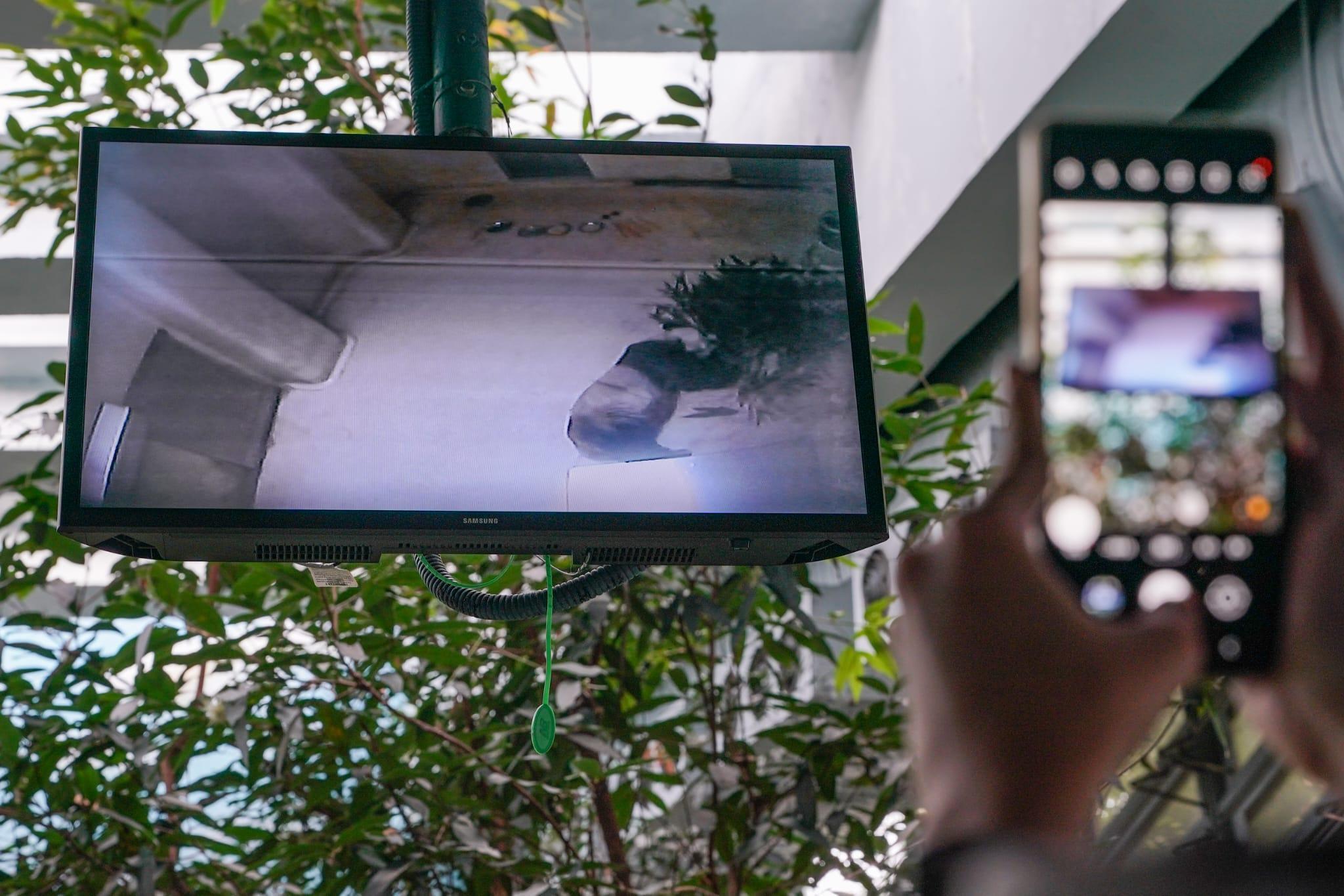 大熊貓「安安」近日在睡房中有走動及疑有進食。