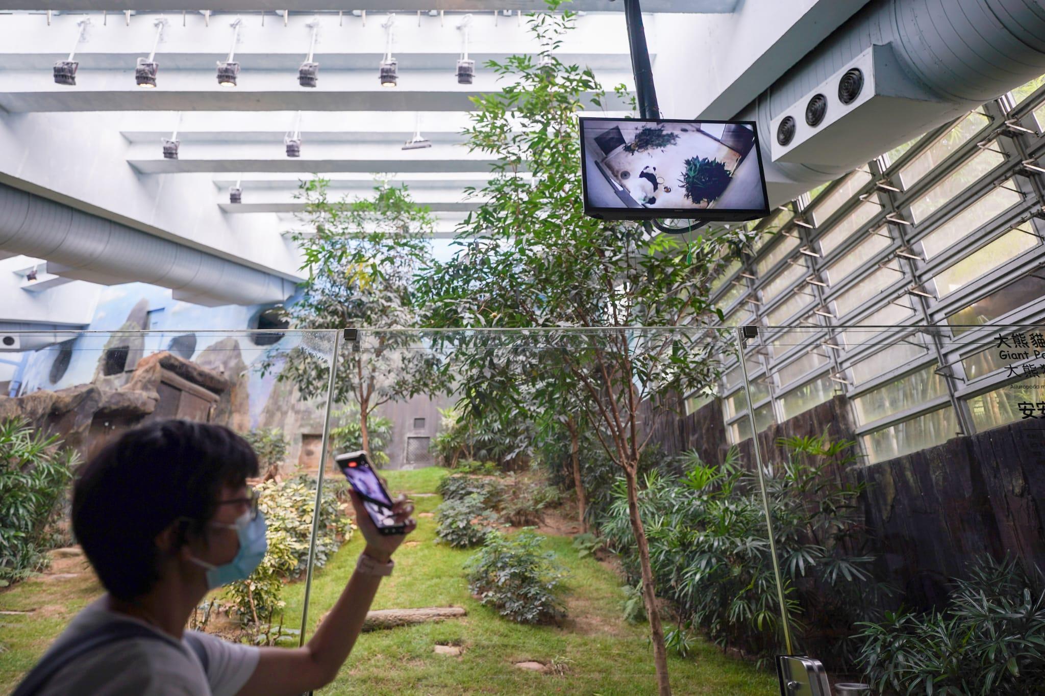 不少市民到場探望「安安」。