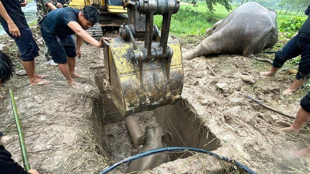 小象看不見媽媽緊張地嚎叫,人員亦以挖泥車為小象開出通道走回地面。(Twitter)