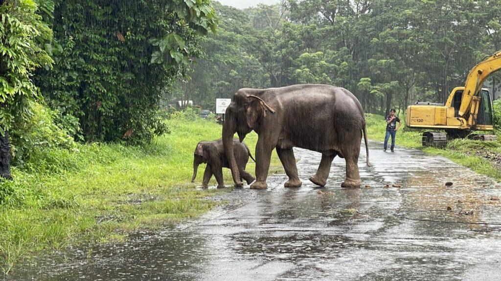 象媽媽帶著小象平安走回森林。(Twitter)