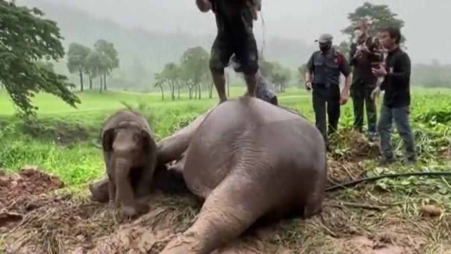 義工為象媽媽進行心臟復甦。(Twitter)