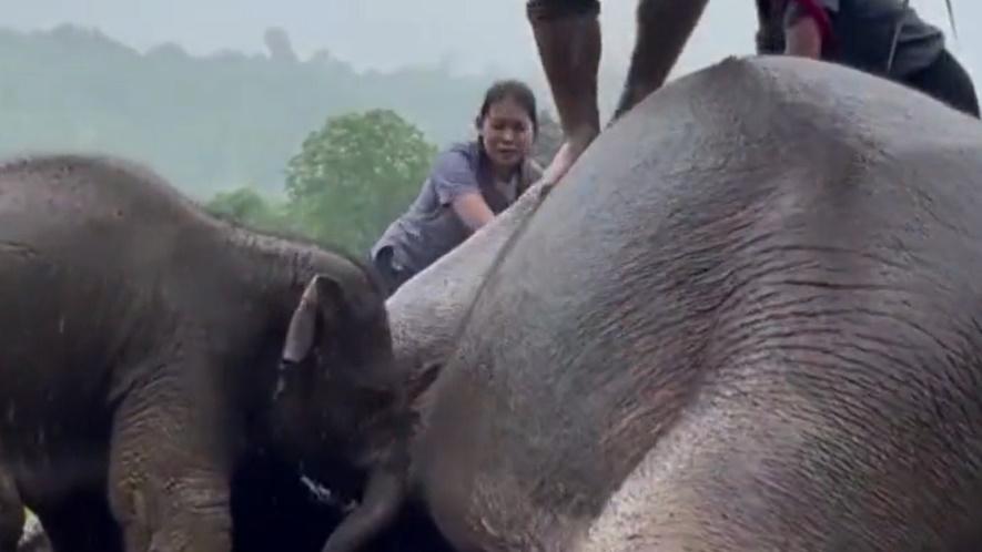 義工為象媽媽進行心臟復甦。(Twitter)