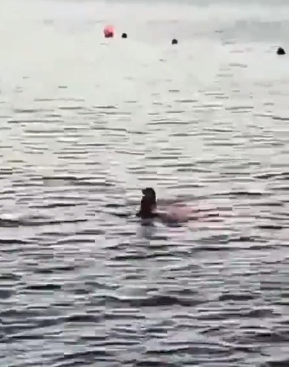 一名婦人在染紅的海水中奮力游泳。(Twitter)