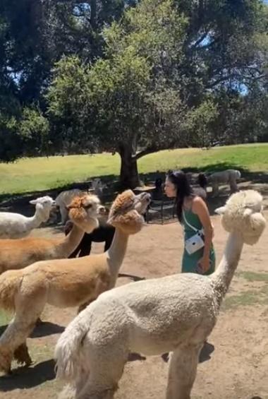 一名年輕女子在導遊的鼓勵下想和羊駝嘴對嘴接吻。(YouTube)