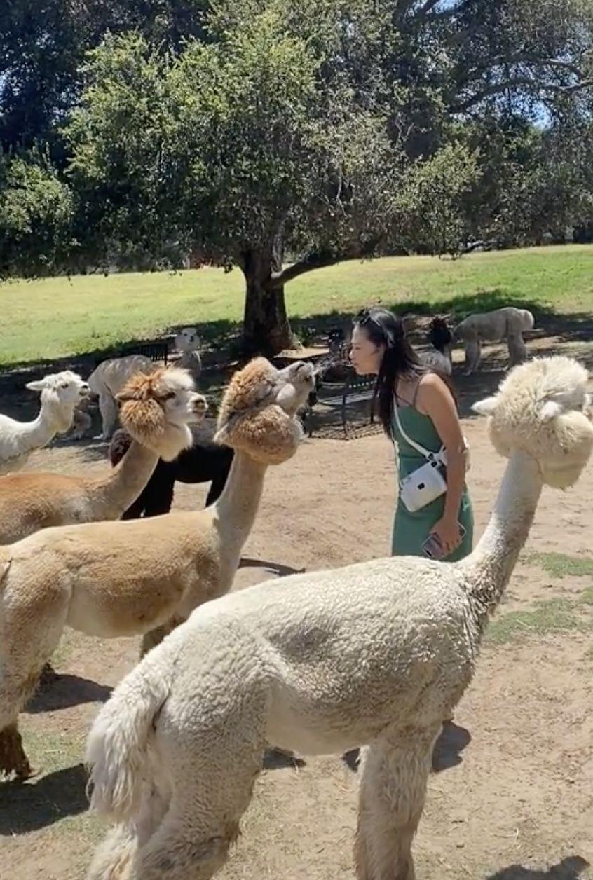 沒想到下秒羊駝吐出大量兼強而有力的口水,將她噴滿一臉。(YouTube)