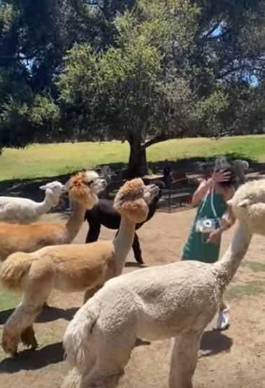 把她嚇得花容失色,連退幾步。(YouTube)