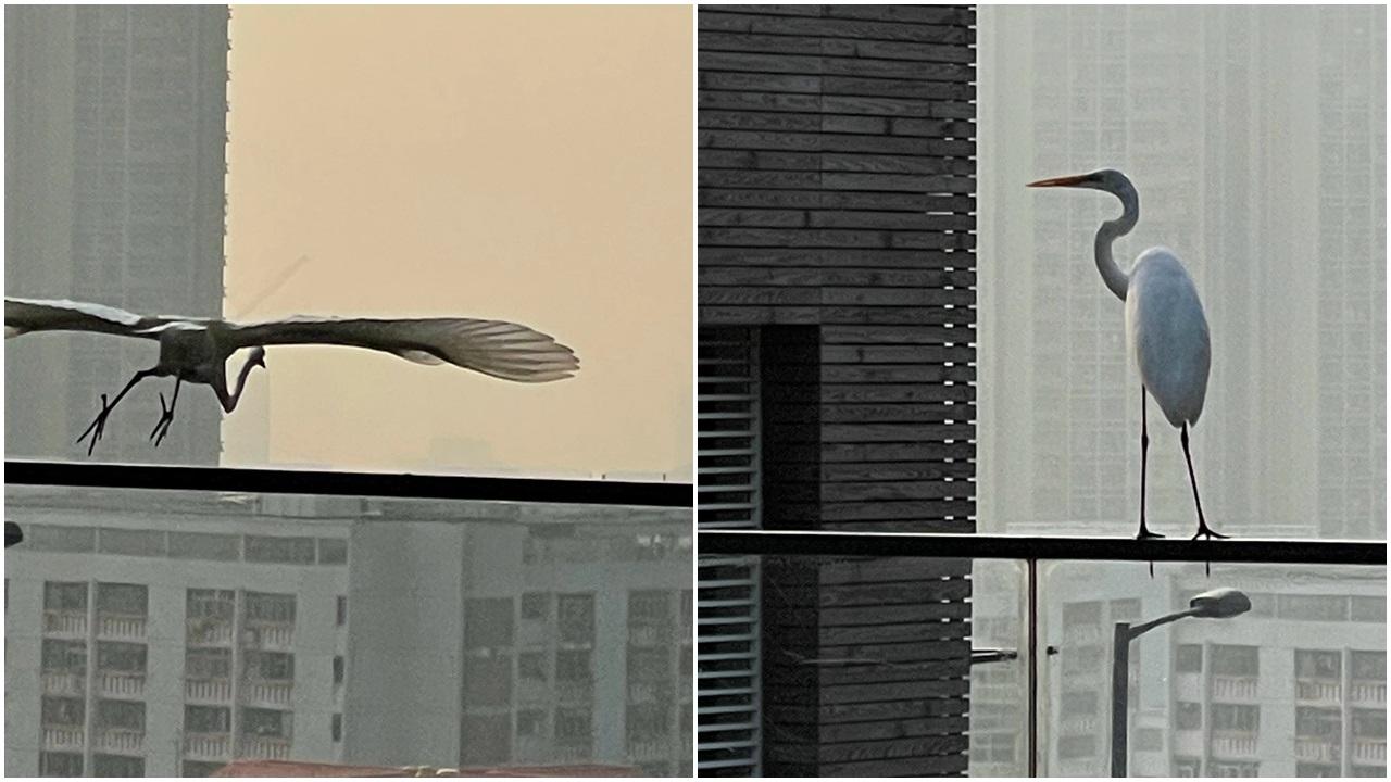 林青霞曾稱有「仙鶴」造訪。(微博截圖)