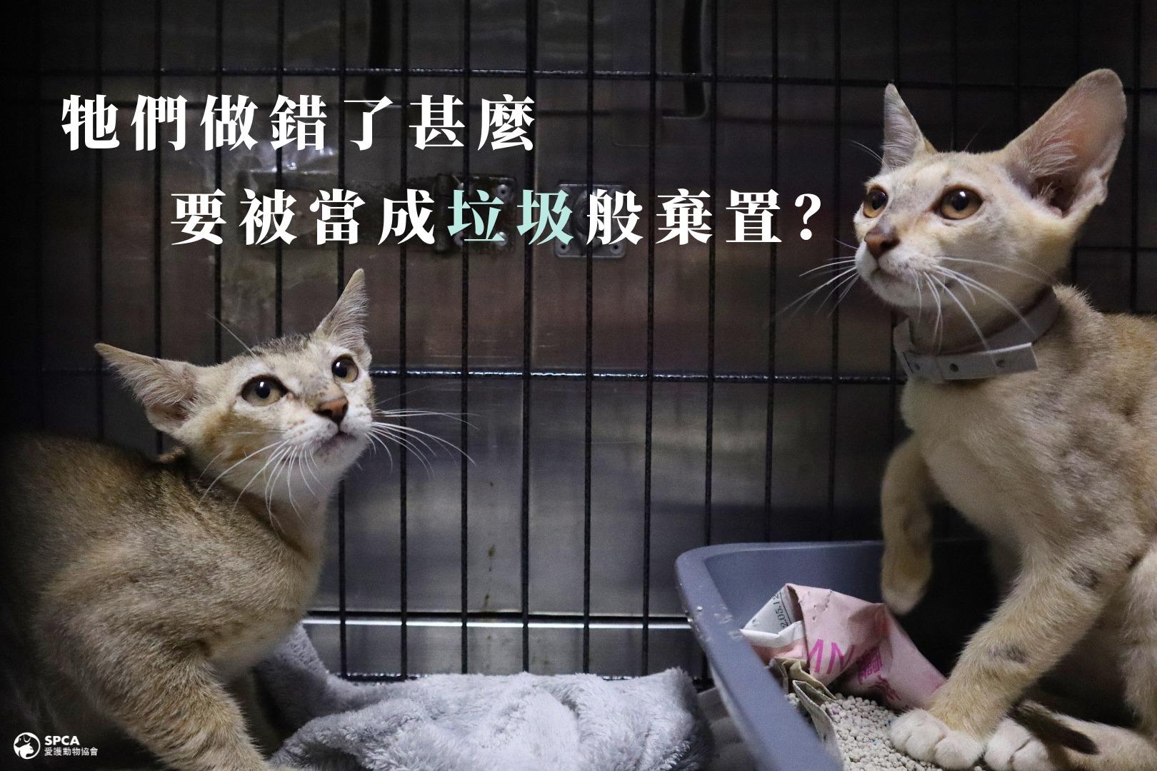 愛協指,兩隻棄貓目前身體狀況大致正常,將會交由暫養父母代為照顧。(愛協fb圖)